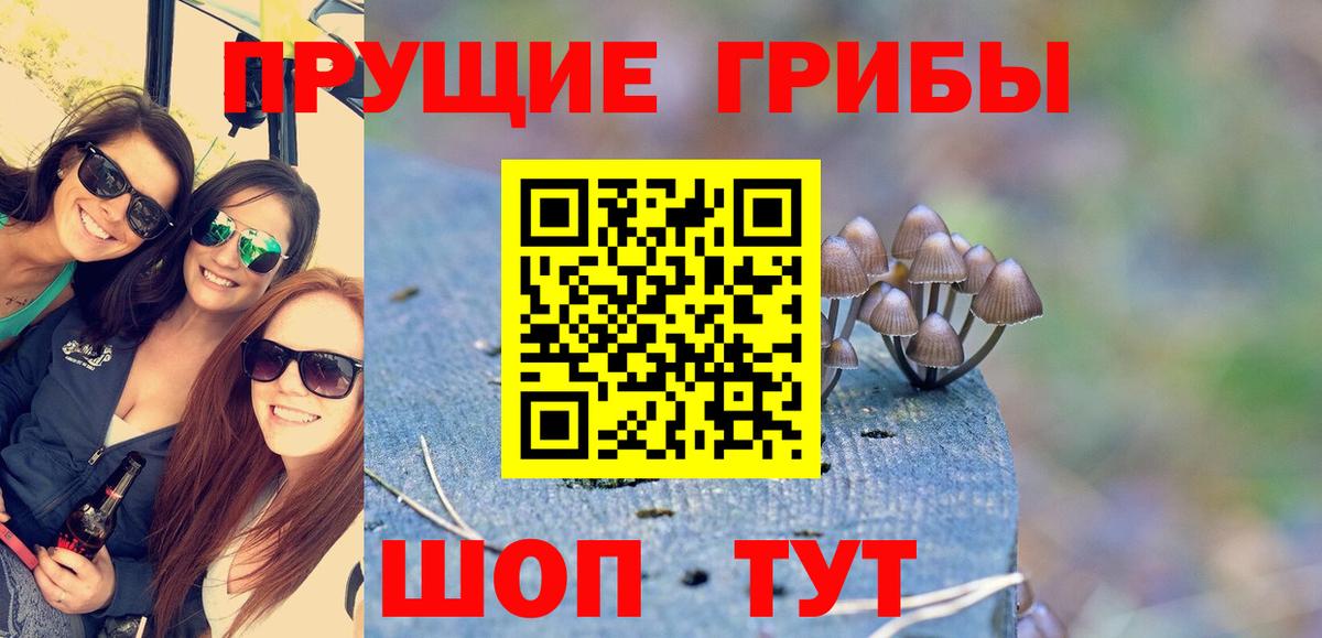 Псилоцибиновые грибы Psilocybe Шадринск